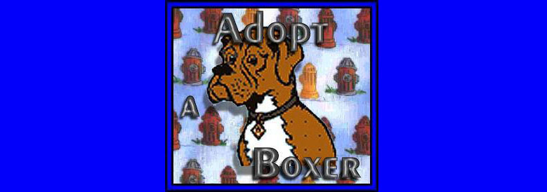 adopt a boxer