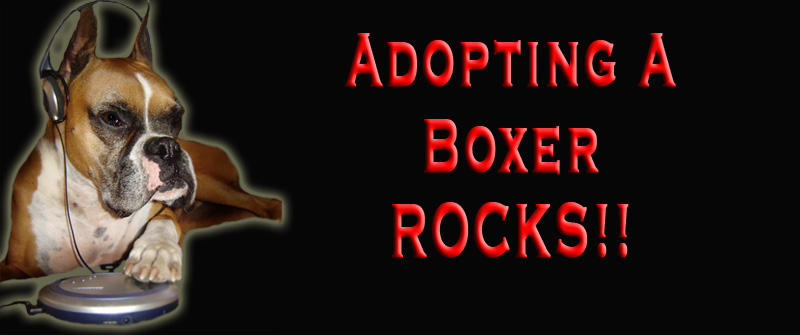 adopting rocks