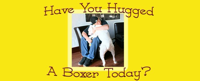 Boxer Hugs